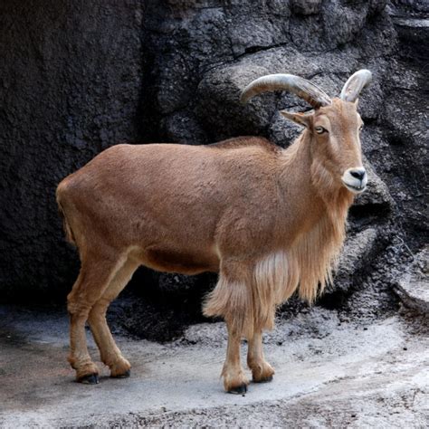 barbary sheep population